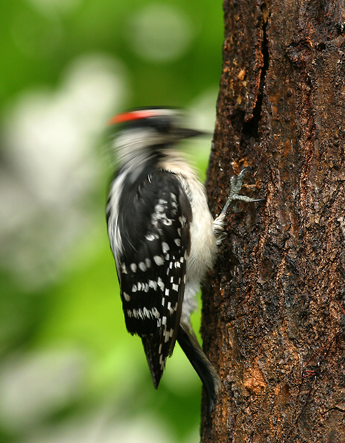 Allstate Animal Control, woodpecker drilling on a tree
